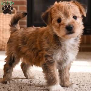 Benji, Morkie / Yorktese Puppy